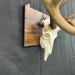 European Skull State Plaque Personalized year/date Hardwood European Plaques Wall Hanger Trophy Deer Hunting image 6