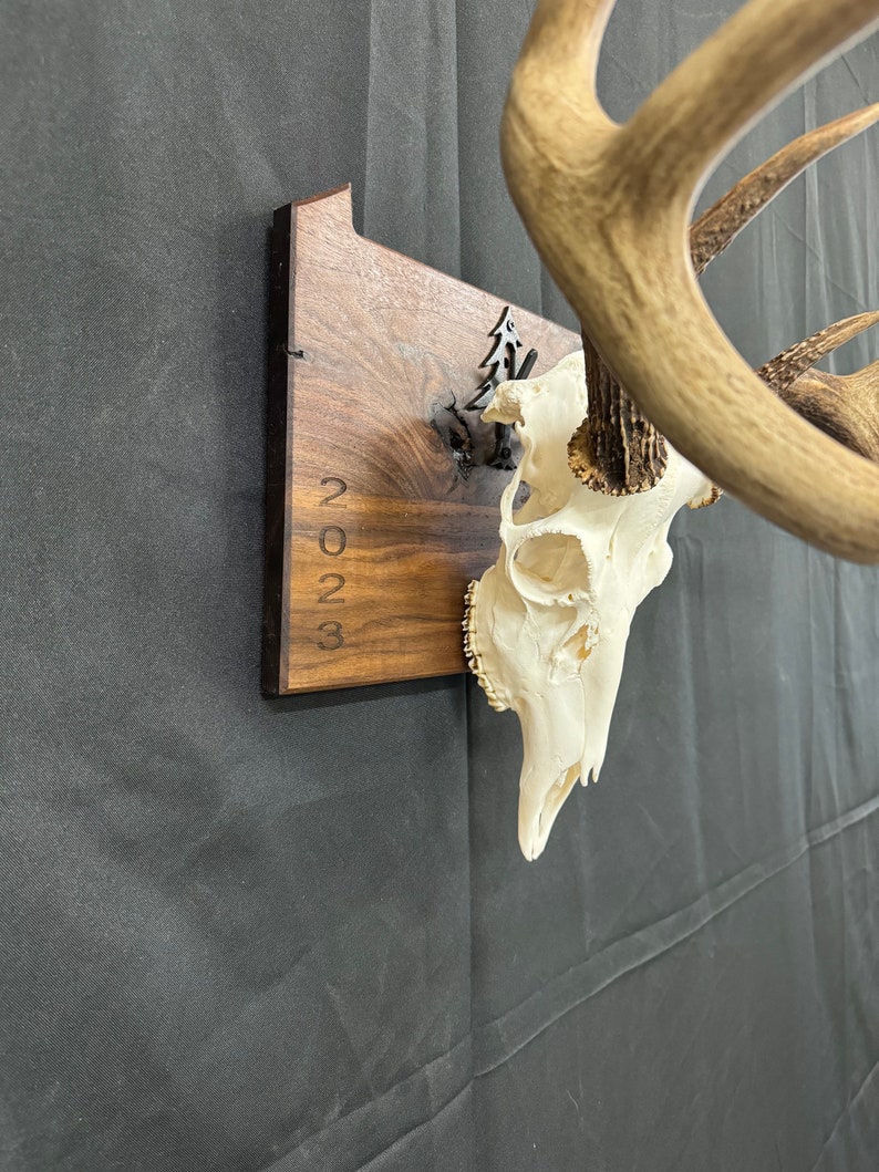European Skull State Plaque Personalized year/date Hardwood European Plaques Wall Hanger Trophy Deer Hunting image 6