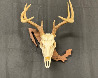 Mexico European Deer Plaque - Whitetail - Skull Display