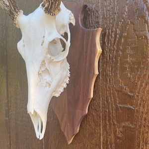 Arrowhead Deer European Face Plate