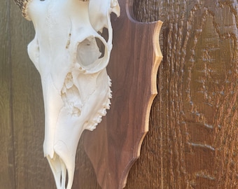 Arrowhead Deer European Face Plate