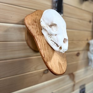 Black Bear European Skull Pedestal