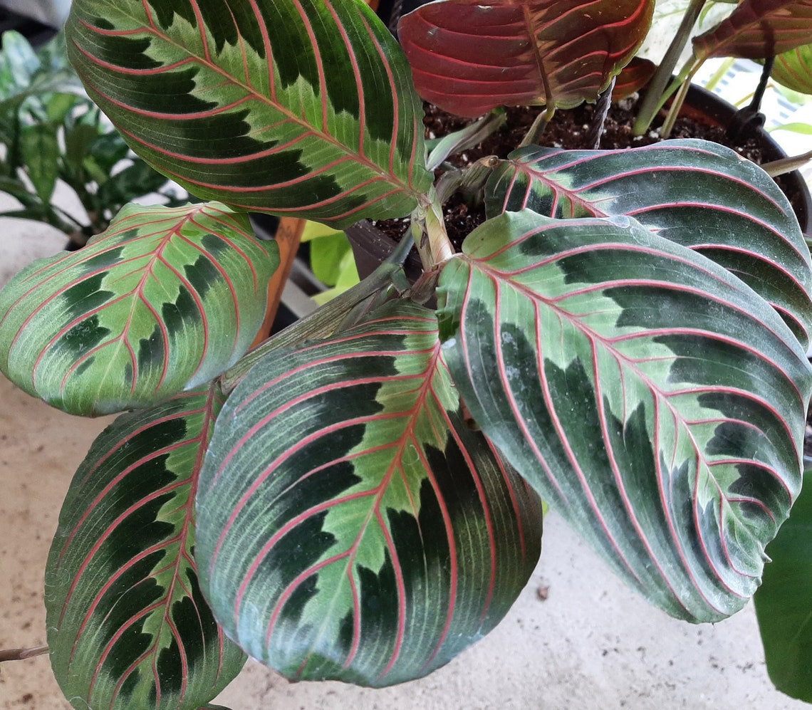 Maranta leuconeura erythroneura Red Maranta Prayer Plant Etsy