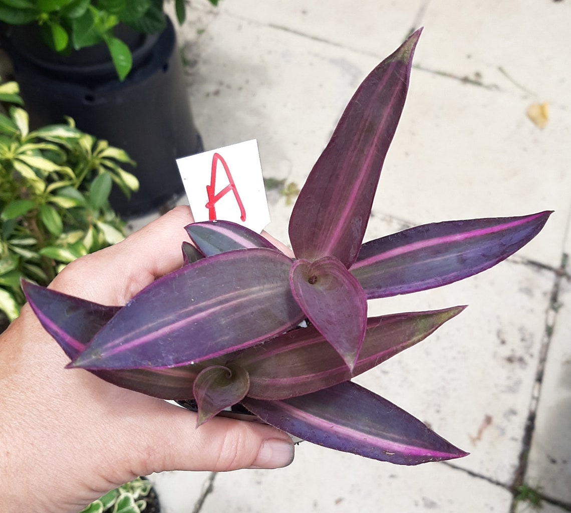 Tradescantia pallida VARIEGATED Purple Heart Vine Purple Etsy