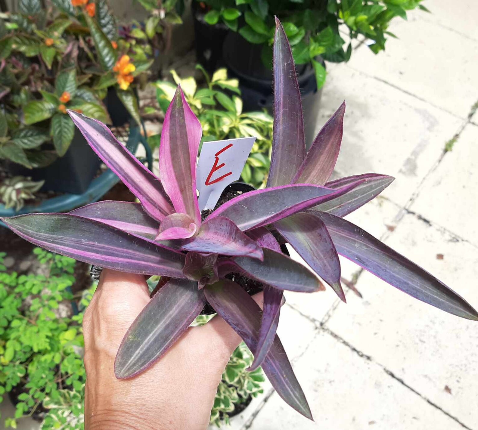 Tradescantia pallida VARIEGATED Purple Heart Vine Purple Etsy