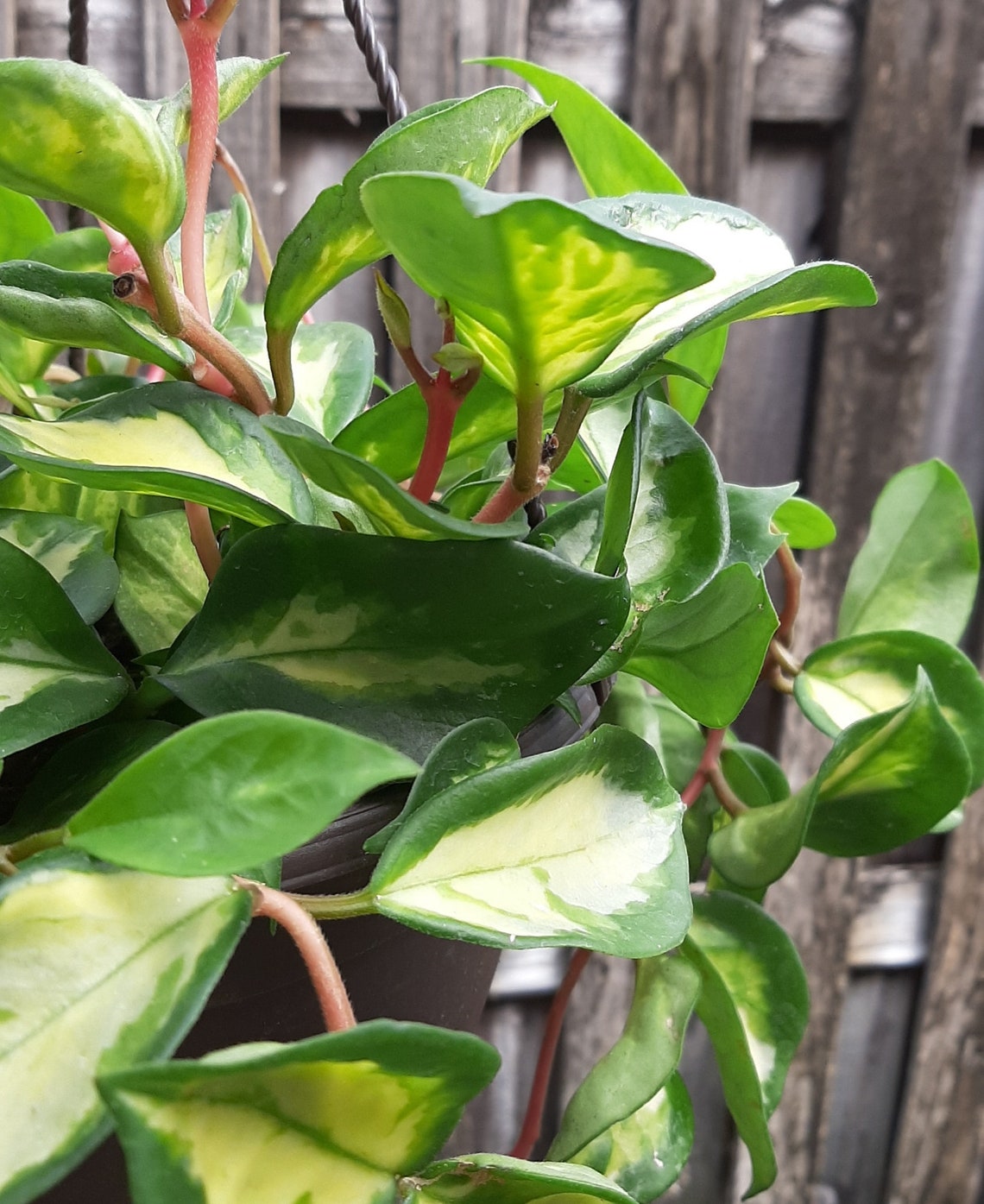 Hoya Carnosa Rubra 'KRIMSON PRINCESS' Wax Plant Etsy