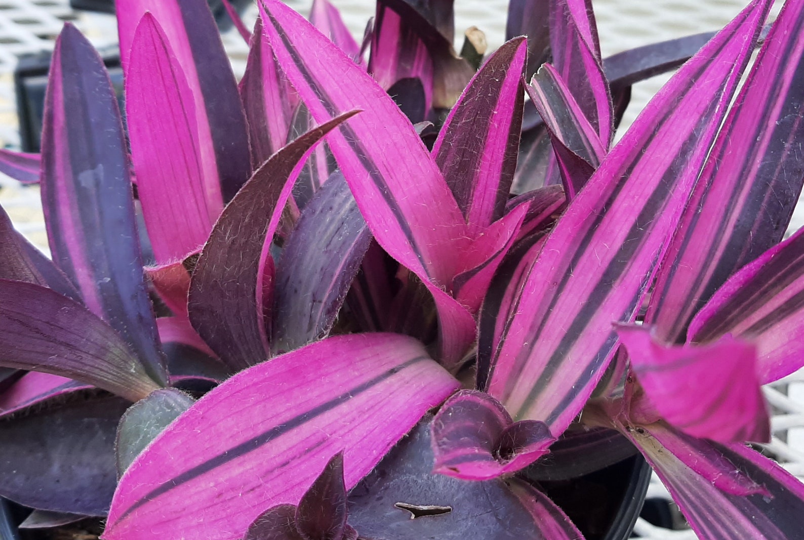 Tradescantia pallida VARIEGATED Purple Heart Vine Purple Etsy