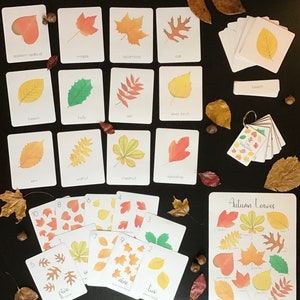 Paquete de hojas de otoño / Tarjetas de identificación imprimibles / Estudio de la naturaleza en acuarela / Educación en casa en Charlotte Madison / Tarjetas Montessori de 3 partes