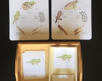 Frog & Toad Life Cycle | Printable Posters | Watercolor Flash Cards | Life Cycle 3-Part Cards | Charlotte Maison | Montessori Homeschool