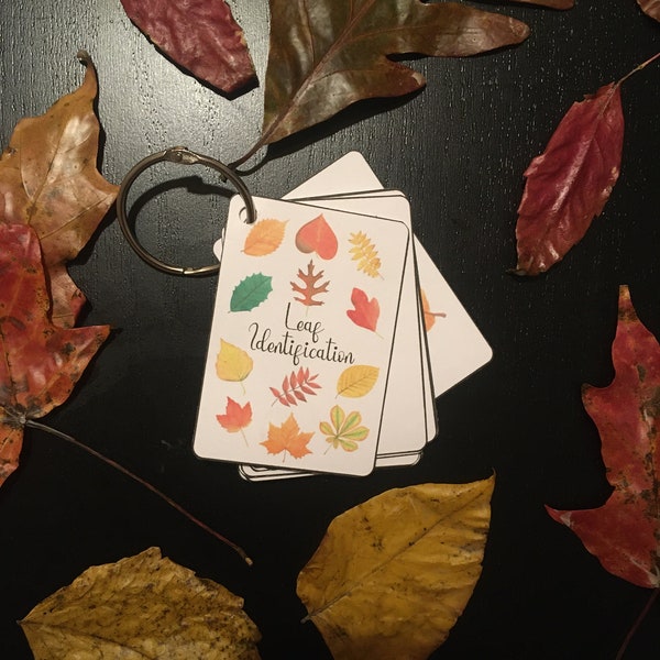 Autumn Leaves Identification Cards | Printable  Portable Leaf Identification | Watercolor Autumn Leaves | Nature Study | Charlotte Maison