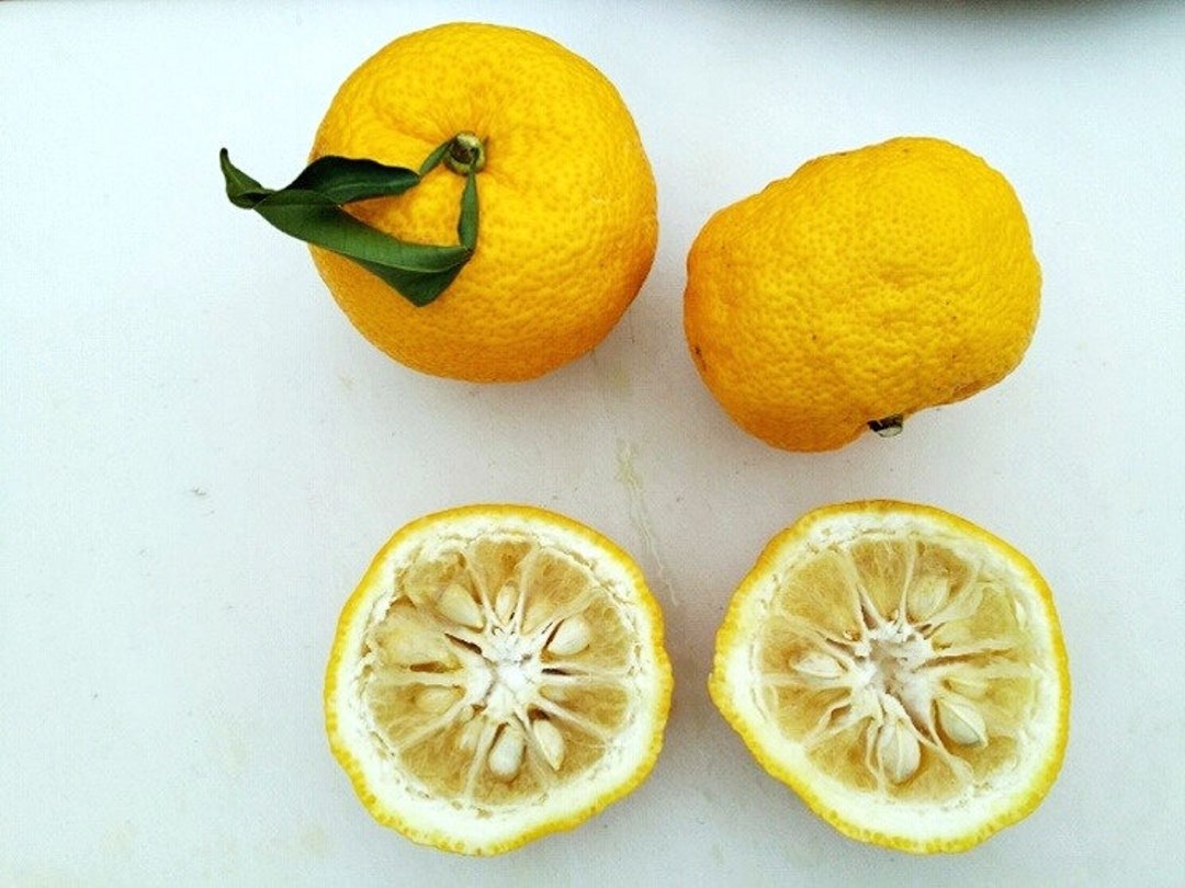 Grow Yuzu Plants From 5 Healthy Seeds the Culinary Fruit Etsy Australia