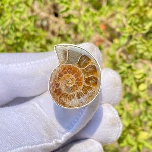 Ammonite Fossil Ring: 925 Sterling Silver Gemstone Statement Ring