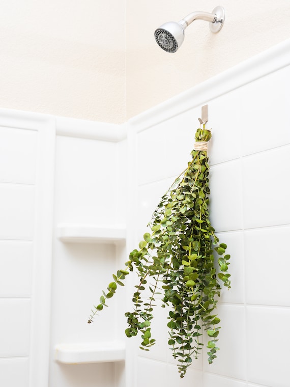 Fresh Eucalyptus Shower Bundle / Beautiful Bathroom Decor / Etsy