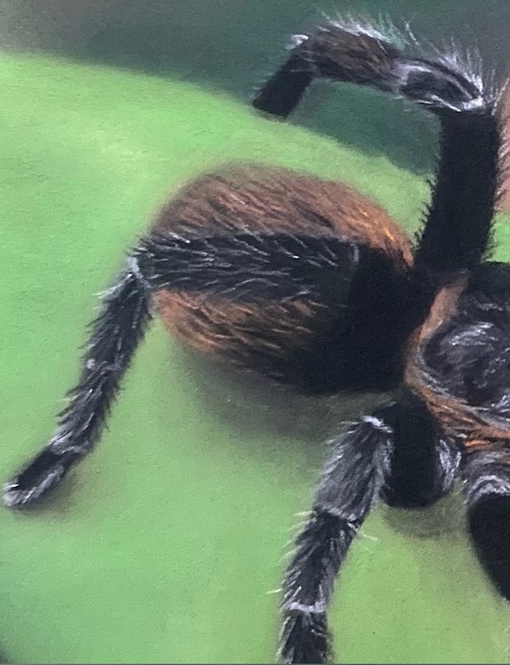 Drawing Of A Realistic Dry Pastel Mygale Spider Unique Signed Etsy Singapore