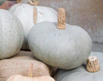 Blue Pumpkins