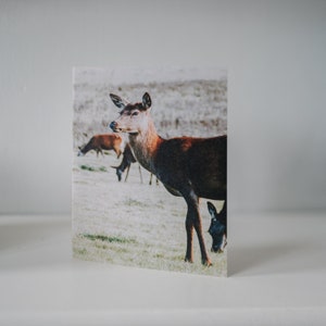 Set of 5 Deer Cards