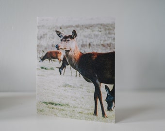 Set of 5 Deer Cards