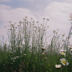 Wild Daisy Print
