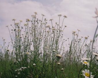 Wild Daisy Print