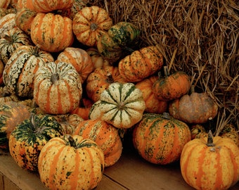 Set of 3 Pumpkin Photographs