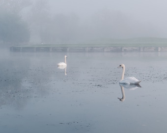 Swans and Geese