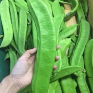 Puede incluir: Una vaina de judía plana de color verde vibrante sostenida en una mano, rodeada por un grupo de vainas de judías verdes frescas y alargadas similares. La superficie de las vainas es lisa con una forma ligeramente curva y natural.