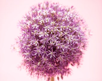 Allium, flower, photography, fine art print, giclée, gift, limited edition 30x45 cm print only signed and numbered 1 of 30