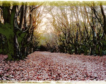 Beech avenue, Oostkapelle, fine art print, watercolour, giclée, only the 40x60 cm print in limited edition signed and numbered 1 of 30
