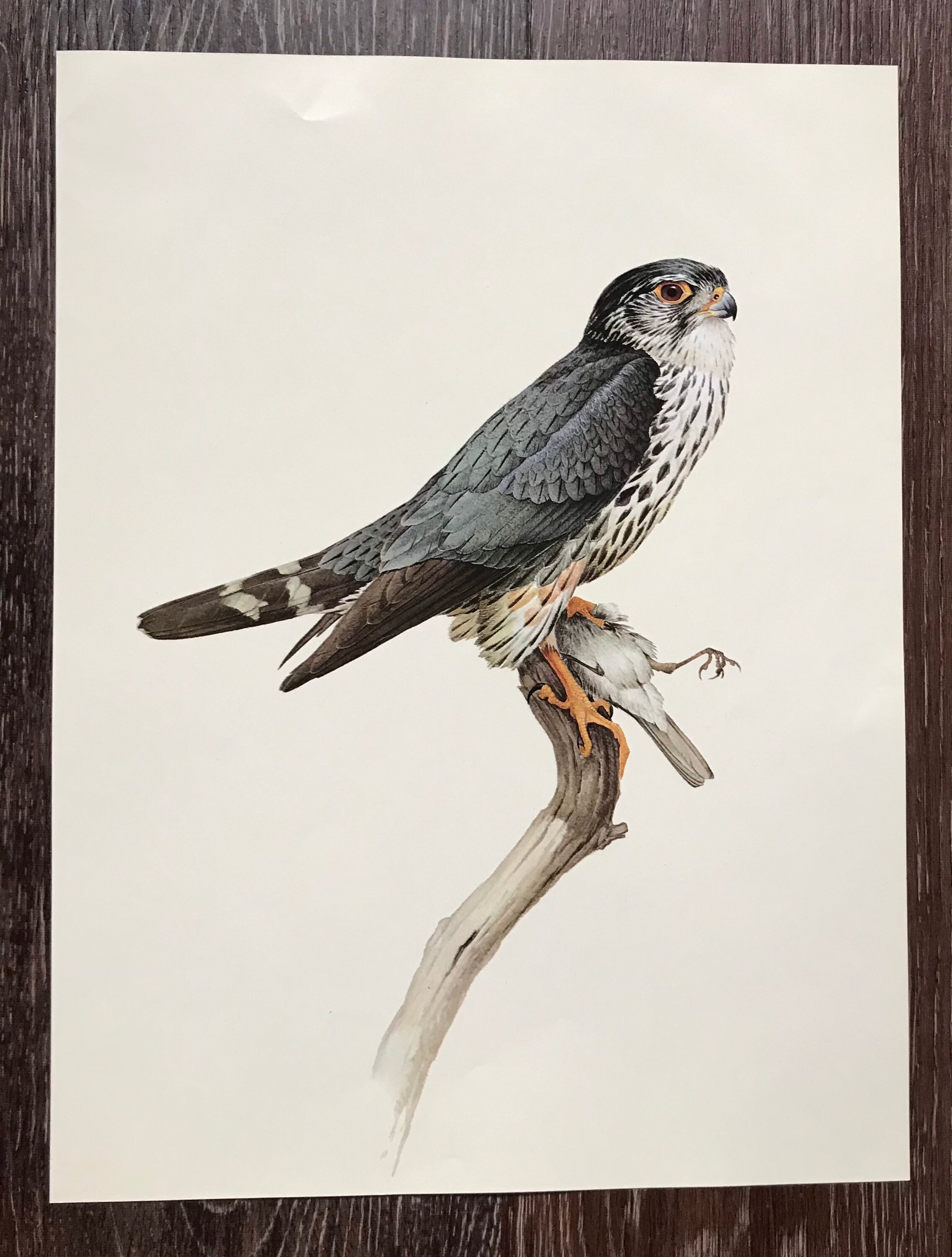 Bird raptures essay 02 image