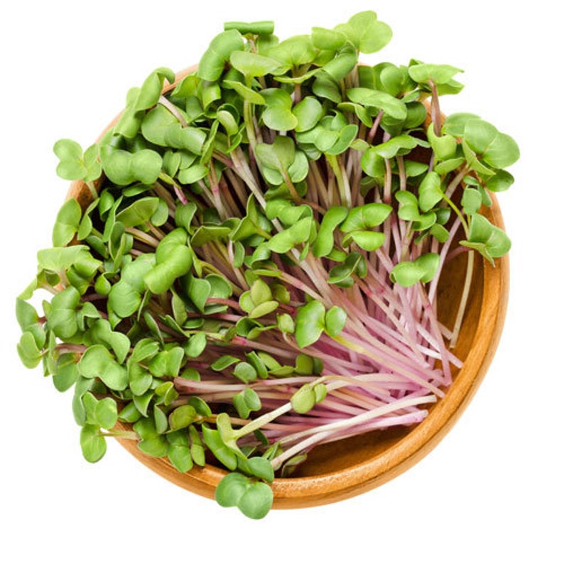 Nature Jims Radish Sprout Seeds 16Oz Organic Sprouting Seeds Etsy