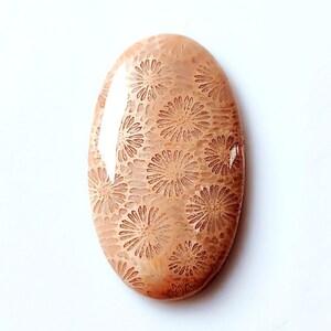 Natural Fossil Coral Gemstone Cabochon/Healing Stones/Crystal Gems Chakra Stones/ For Jewellery Supply Expired