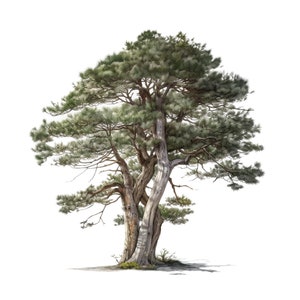 Clipart dell'acquerello di alberi di pino silvestre, Clipart JPG di pino silvestre, Download dell'albero di quercia dell'acquerello, Clipart di alberi JPG, Scrapbooking, uso commerciale