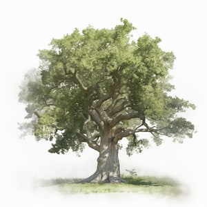 Oak Trees Watercolor Clipart, Oak Trees Clipart JPG, Watercolor Oak Tree Download, JPG Oak Trees Clipart, Scrapbooking, Commercial Use