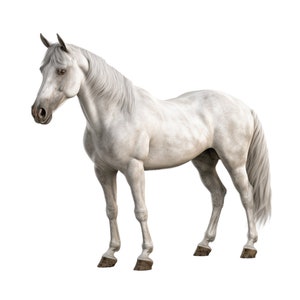 Ensemble de cliparts gracieux cheval arabe - téléchargement immédiat pour l'artisanat en papier et la fabrication de cartes, usage commercial PNG transparents, téléchargement numérique