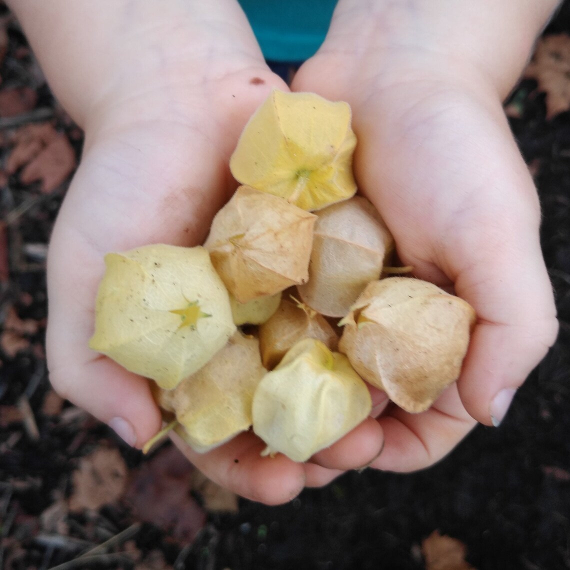Ground Cherry Seeds Organic Etsy