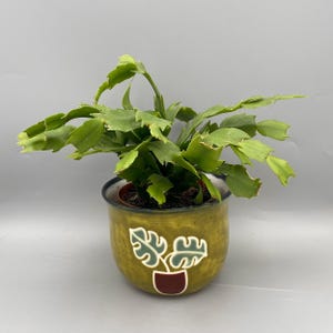 May include: A green Schlumbergera plant with segmented, flat stems potted in a round, olive-green ceramic planter. The planter features a decorative graphic of a small potted plant with two light green leaves and a dark red base centred on the front.