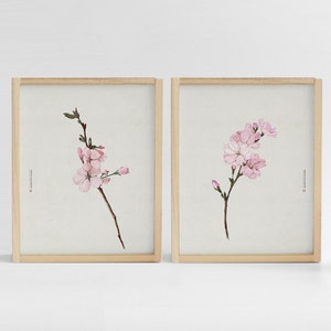 Ensemble de 2 estampes, Fleur de cerisier, Art coréen, Peinture coréenne, Fleur, Art mural botanique, imprimé botanique, Décor coréen, Peinture orientale