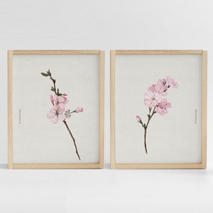 Set of 2 prints,  Cherry blossom, Korean Art, Korean painting, Flower, Botanical Wall Art, botanical print, Korean Decor, Oriental painting