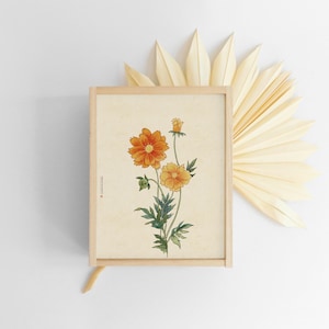 Kosmos, koreanische Malerei, Blume, botanische Wandkunst, botanischer Druck, Naturdrucke, Fertig zum Einrahmen Wanddekor, orientalische Malerei, Korea