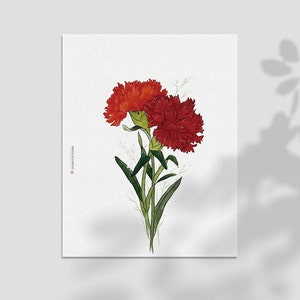 May include: A watercolor painting of two red carnations with green stems and leaves on a white background.