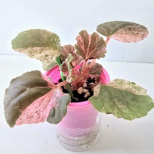 Cucullata Variegated - Etsy