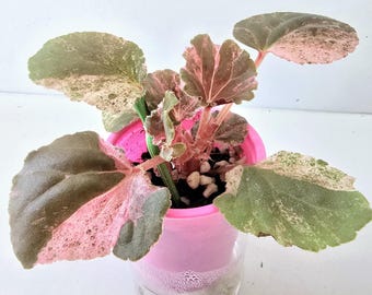 Begonia Cucullata Variegated 4”- US SELLER - Etsy