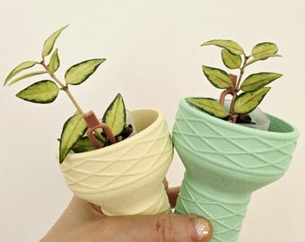 Hoya Bella Variegated Albomarginata Rooted - Etsy