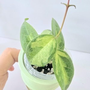 Hoya Denisii Frida - Etsy