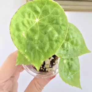 Begonia Rouge Variegated - Etsy