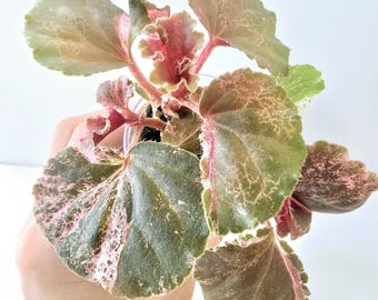 Begonia Cucullata Variegated 4”- US SELLER - Etsy