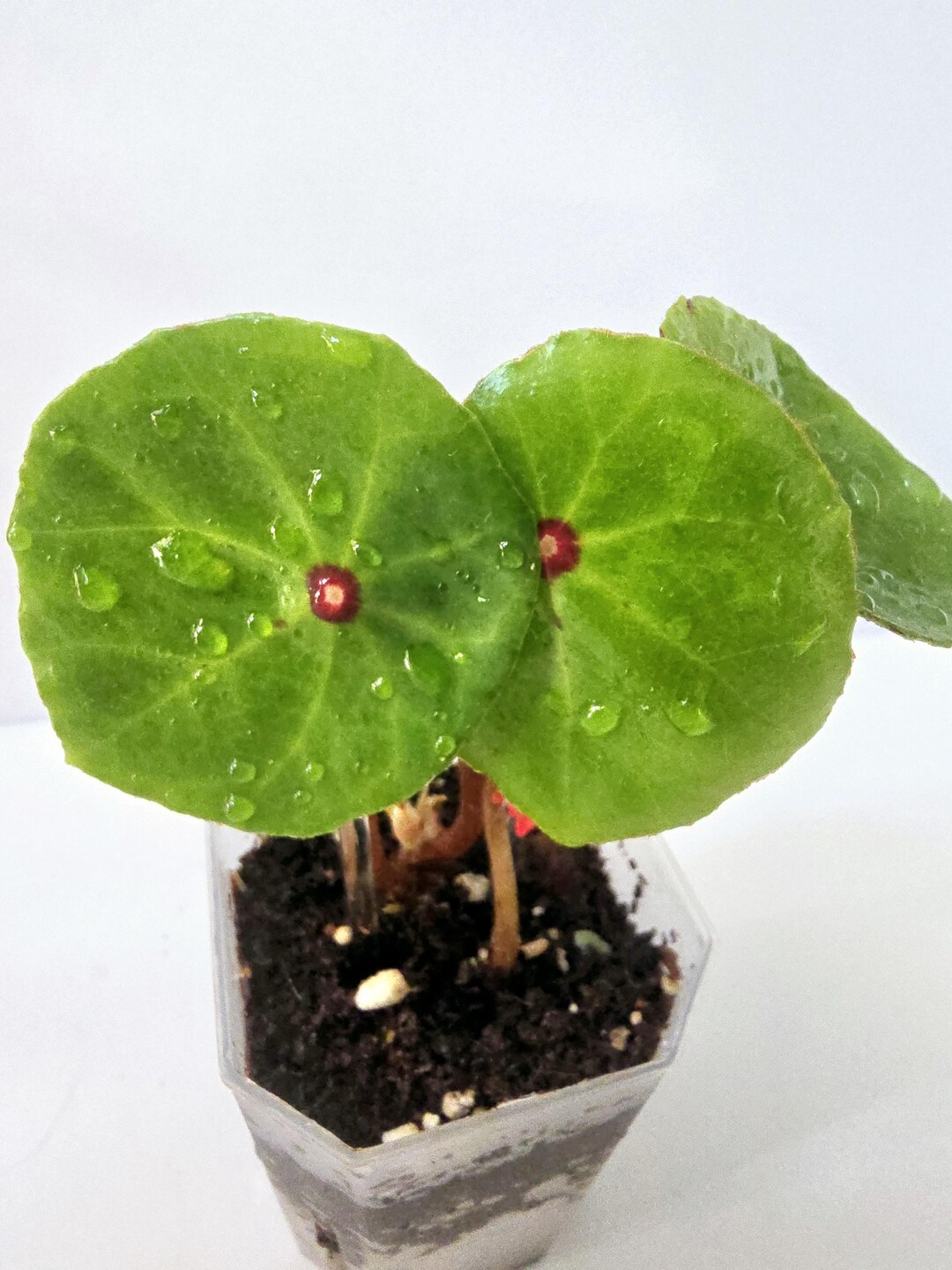 ADD ON ONLY : Begonia Conchifolia | Red Ruby | Rooted Starter Plant - Etsy