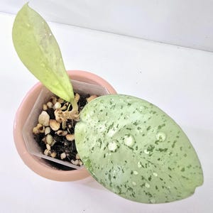 May include: A Hoya plant with two leaves potted in a light pink container. One leaf is pale green and upright, while the other is larger, rounded, and variegated with light green and white speckles, featuring visible water droplets on its surface.