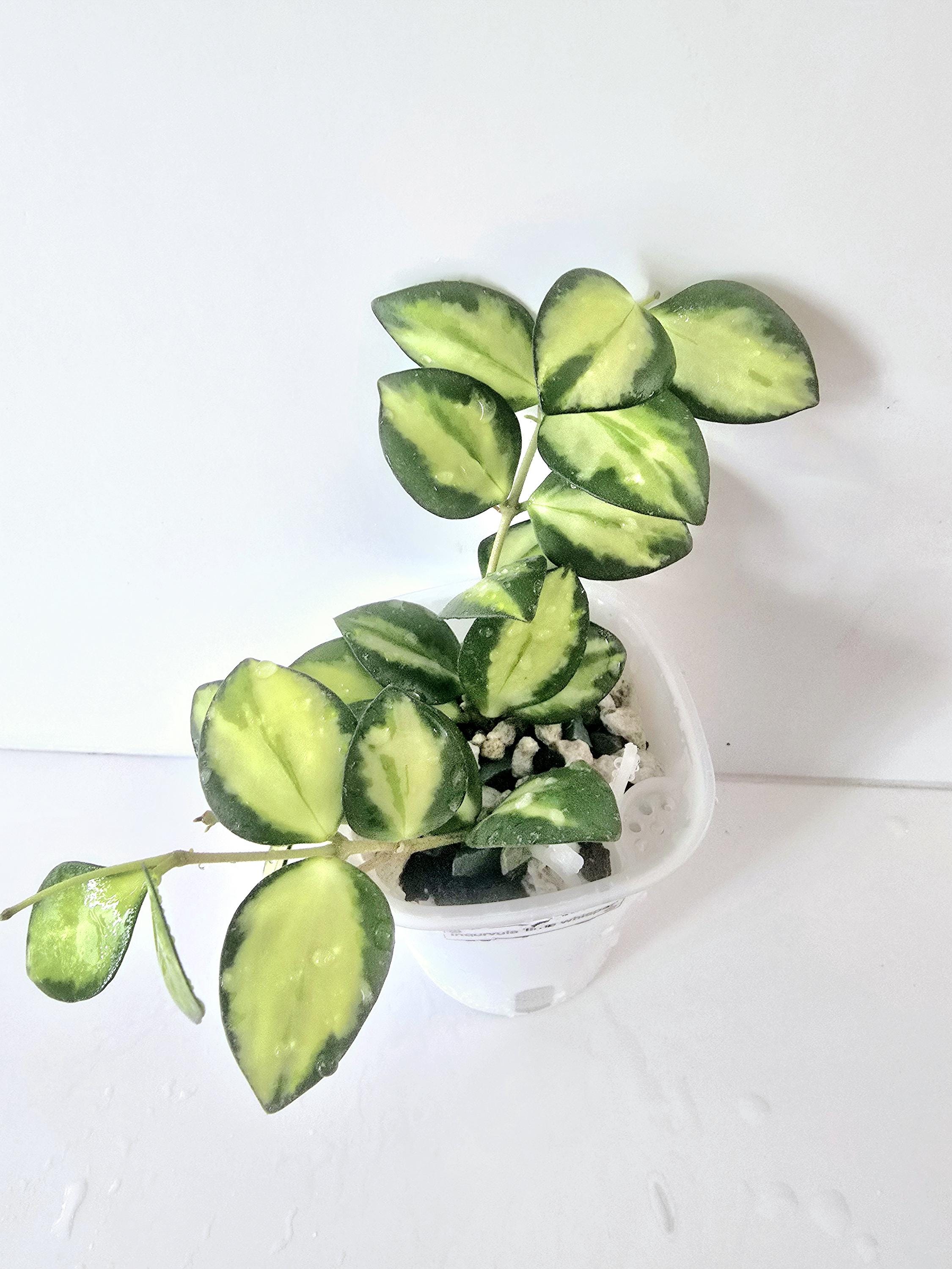Hoya Chinghungensis Variegated - Etsy