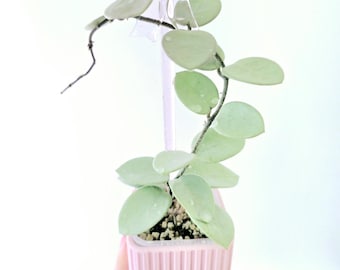 Hoya Mathilde 'grey Fairy', Rare Unicorn Hoya, Indoor Plant